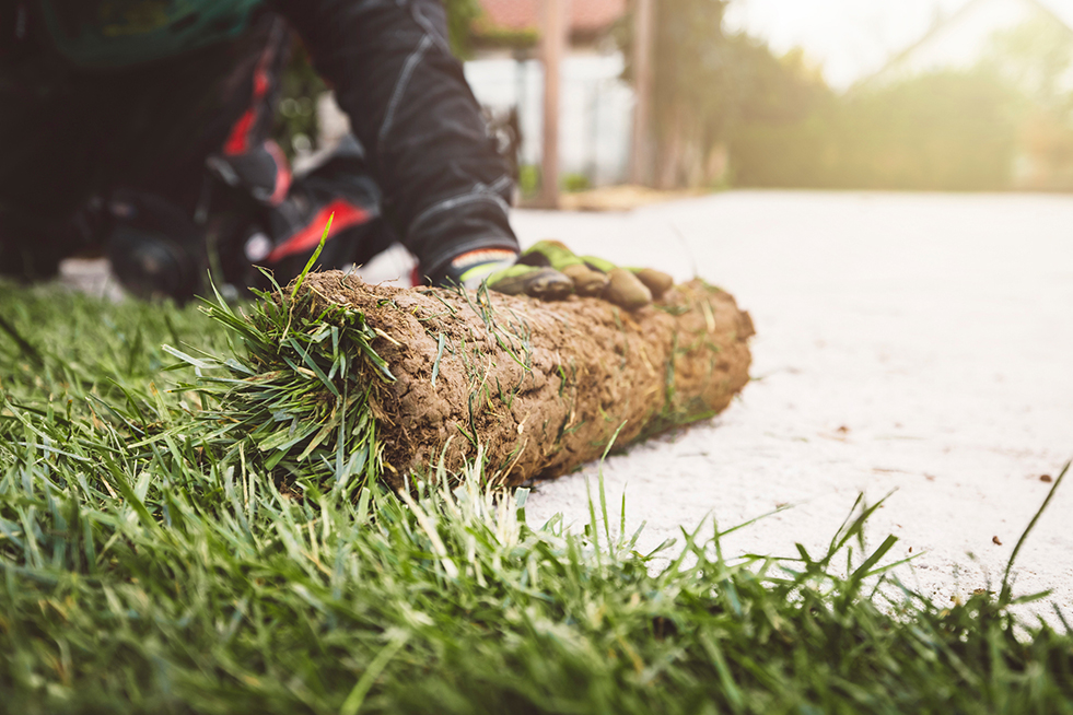 sod installation