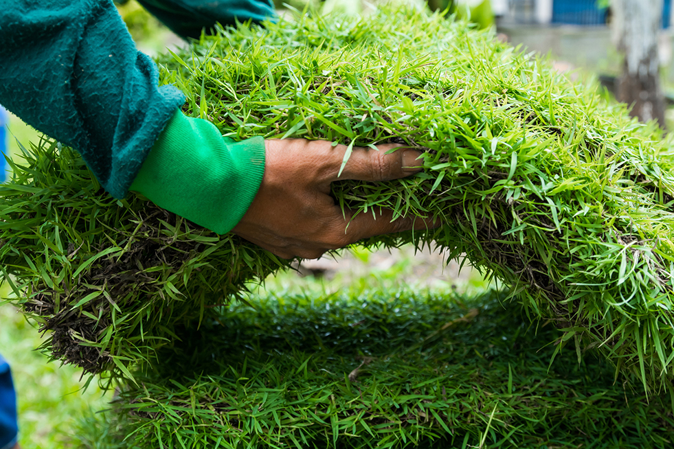 man lifting sod grass