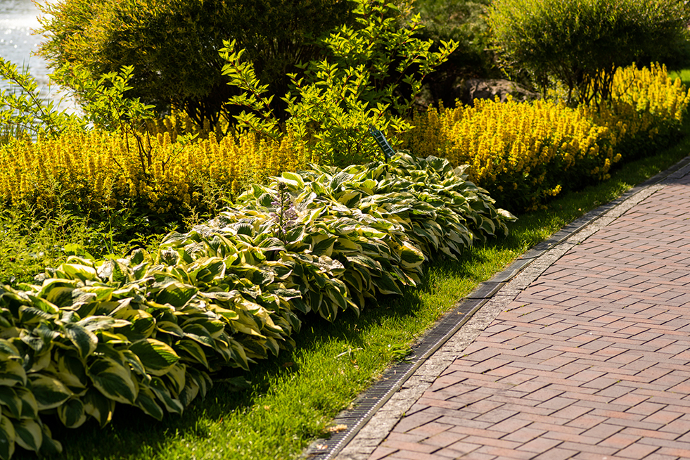 Brick sidewalk wtih bushes beside it