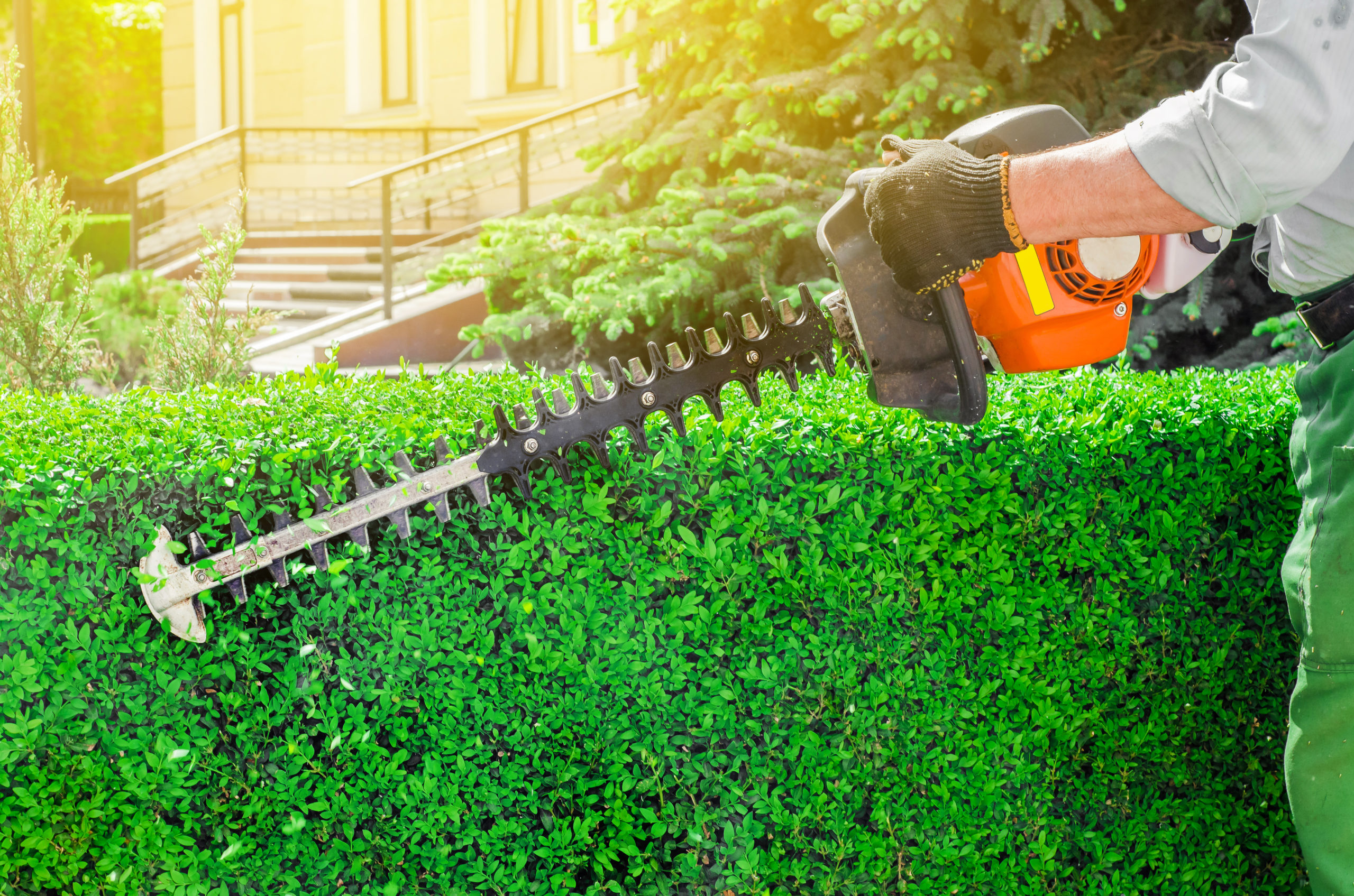Person trimming hedges